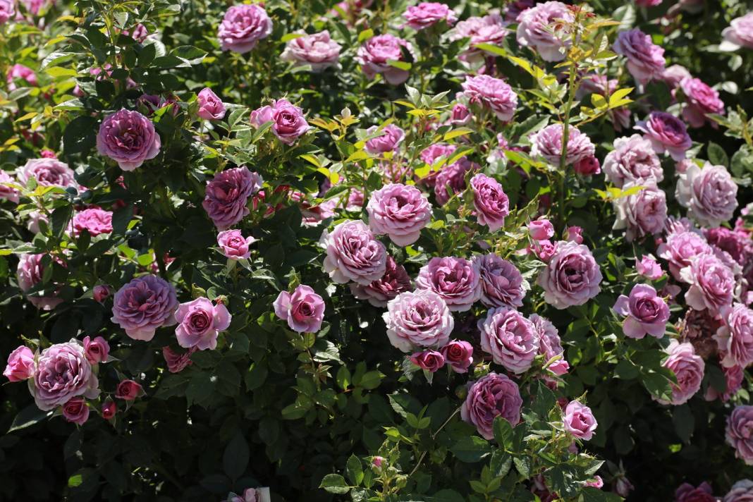 Doğanın en güzel tonları Karatay’da! Her detayıyla hayran bırakıyor 14